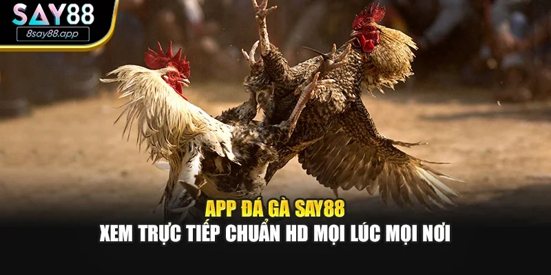 App Đá Gà SAY88 – Xem Trực Tiếp Chuẩn HD Mọi Lúc Mọi Nơi