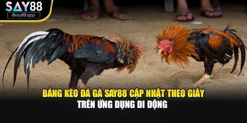 Bảng kèo đá gà SAY88 cập nhật theo giây trên ứng dụng di động