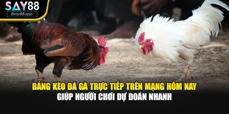 Bảng kèo đá gà trực tiếp trên mạng hôm nay giúp người chơi dự đoán nhanh
