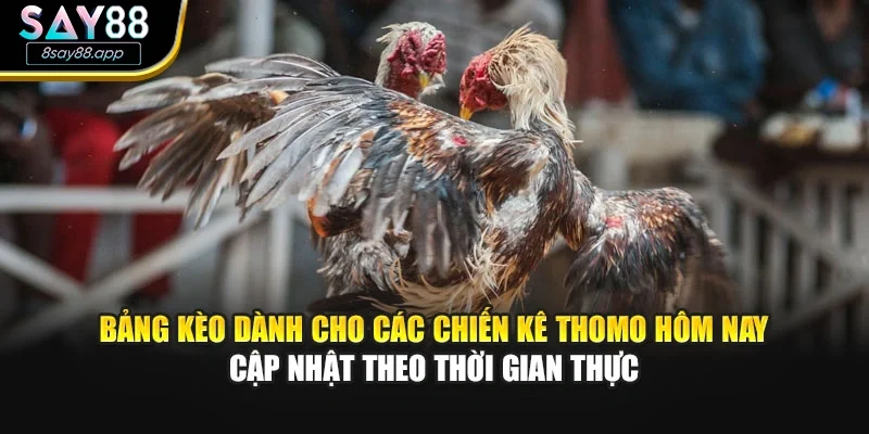 Bảng kèo dành cho các chiến kê Thomo hôm nay cập nhật theo thời gian thực