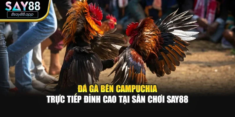 Đá Gà Bên Campuchia – Trực Tiếp Đỉnh Cao Tại Sân Chơi SAY88