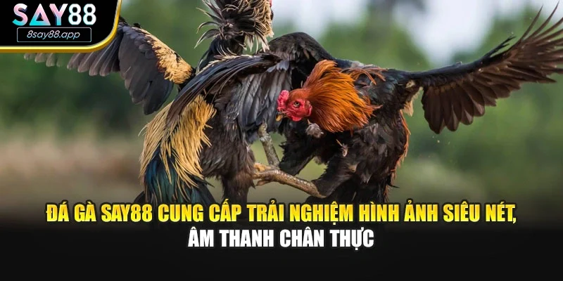 Đá gà SAY88 cung cấp trải nghiệm hình ảnh siêu nét, âm thanh chân thực