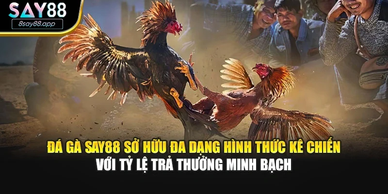 Đá gà SAY88 sở hữu đa dạng hình thức kê chiến với tỷ lệ trả thưởng minh bạch