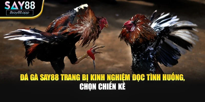 Đá gà SAY88 trang bị kinh nghiệm đọc tình huống, chọn chiến kê