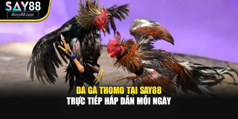 Đá Gà Thomo Tại SAY88 – Trực Tiếp Hấp Dẫn Mỗi Ngày