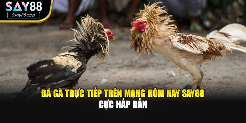 Đá Gà Trực Tiếp Trên Mạng Hôm Nay SAY88 Cực Hấp Dẫn