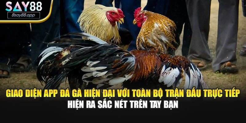 Giao diện app đá gà hiện đại với toàn bộ trận đấu trực tiếp hiện ra sắc nét trên tay bạn