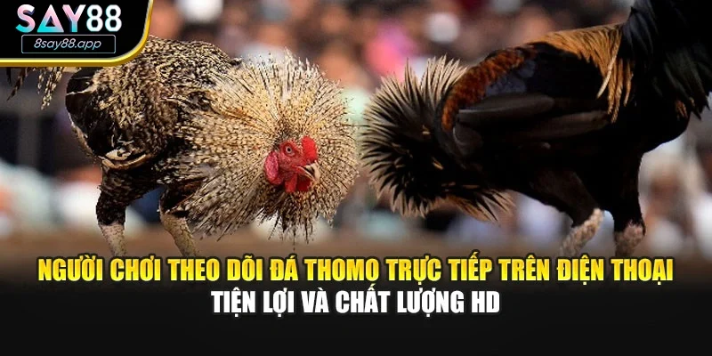 Người chơi theo dõi đá Thomo trực tiếp trên điện thoại tiện lợi và chất lượng HD