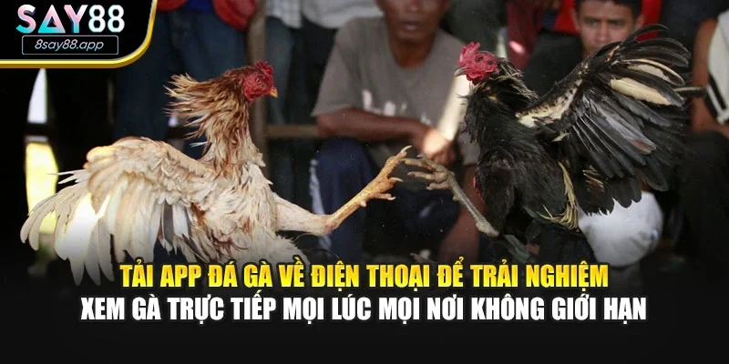 Tải app đá gà về điện thoại để trải nghiệm xem gà trực tiếp mọi lúc mọi nơi không giới hạn