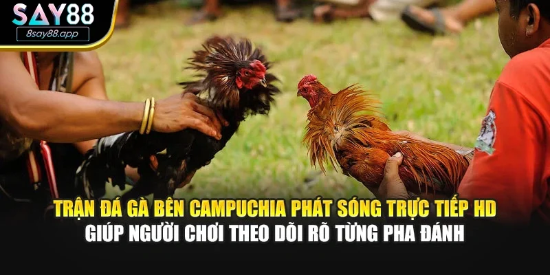 Trận đá gà bên Campuchia phát sóng trực tiếp HD giúp người chơi theo dõi rõ từng pha đánh