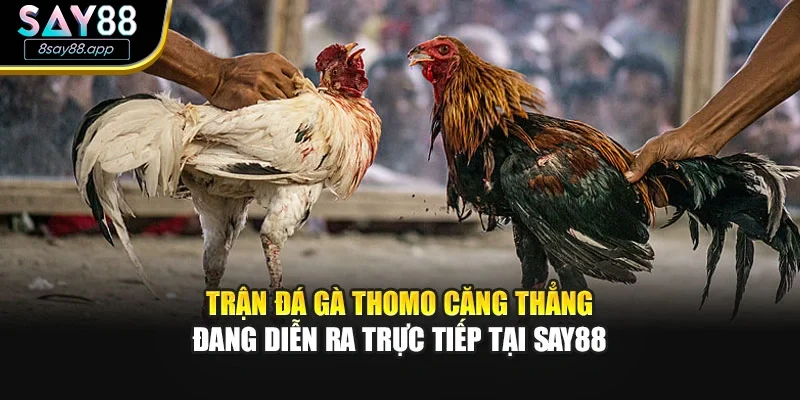 Trận đá gà Thomo căng thẳng đang diễn ra trực tiếp tại SAY88