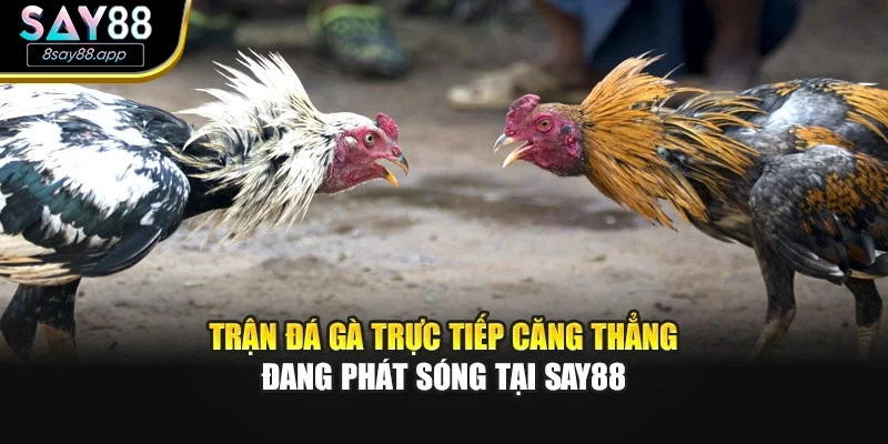 Trận đá gà trực tiếp căng thẳng đang phát sóng tại SAY88