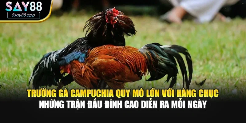 Trường gà Campuchia quy mô lớn với hàng chục những trận đấu đỉnh cao diễn ra mỗi ngày