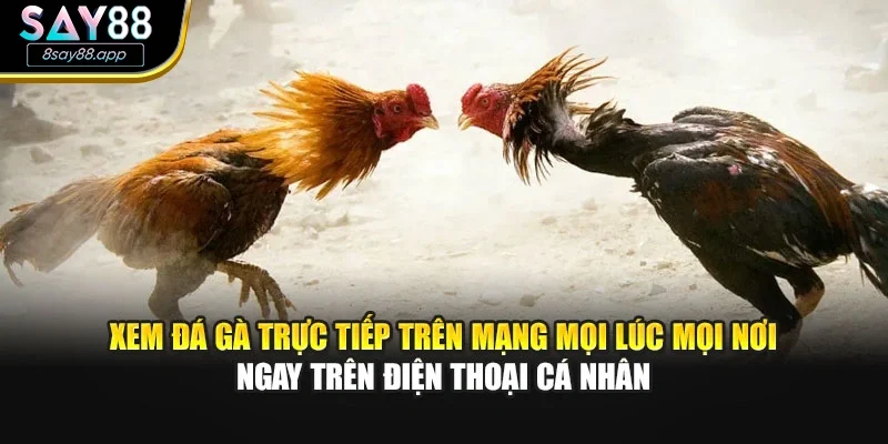 Xem đá gà trực tiếp trên mạng mọi lúc mọi nơi ngay trên điện thoại cá nhân